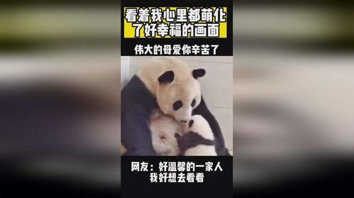 熊猫可爱视频,熊猫可爱视频集锦