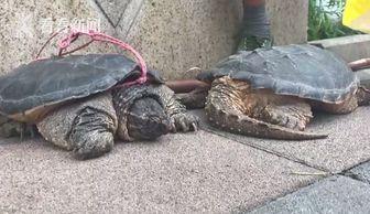 野龟视频,揭秘自然奇观与生态奥秘