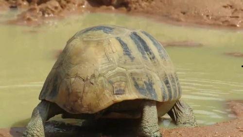 野龟视频,揭秘自然奇观与生态奥秘