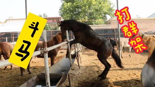 斗马打架视频,一场震撼人心的角斗场对决