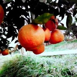 小桔视频,捕捉生活精彩瞬间,记录时代印记