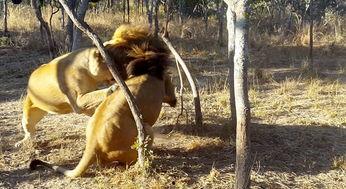 丛林视频王,王者的生存法则揭秘