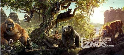 丛林视频王,王者的生存法则揭秘