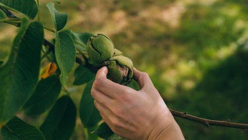 核桃病虫害防治视频,视频解析与实操技巧