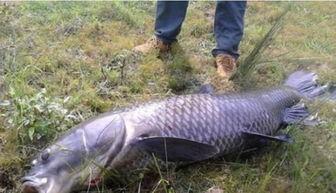 螺丝钓青鱼视频,揭秘螺丝钓的独特魅力