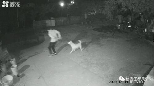 偷狗贼被打现场视频,惊心动魄!偷狗贼被打现场视频曝光