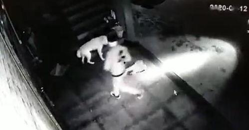 偷狗贼被打现场视频,惊心动魄!偷狗贼被打现场视频曝光