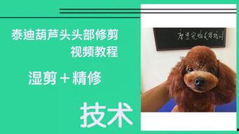 宠物狗剪毛视频教程,轻松掌握专业剪毛技巧