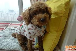 狗狗视频小苹果,萌宠狗狗的欢乐日常