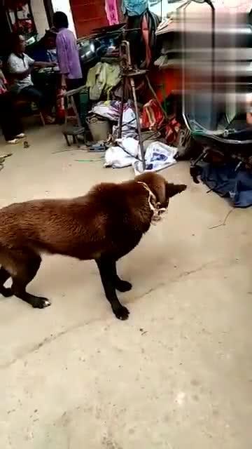 狗狗视频小苹果,萌宠狗狗的欢乐日常