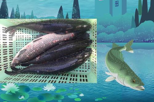 冬天钓青鱼视频