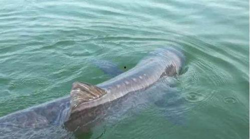 冬天钓青鱼视频